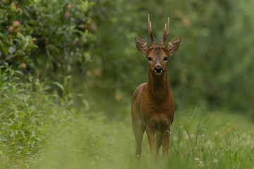 Wall Mural - portrait of deer in the forest