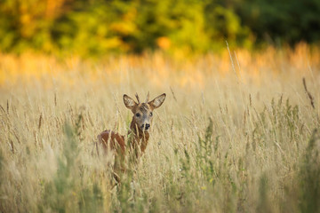 Wall Mural - summer atmosphere with a deer
