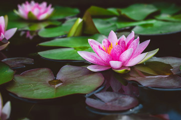 Wall Mural - beautiful pink lotus flower.