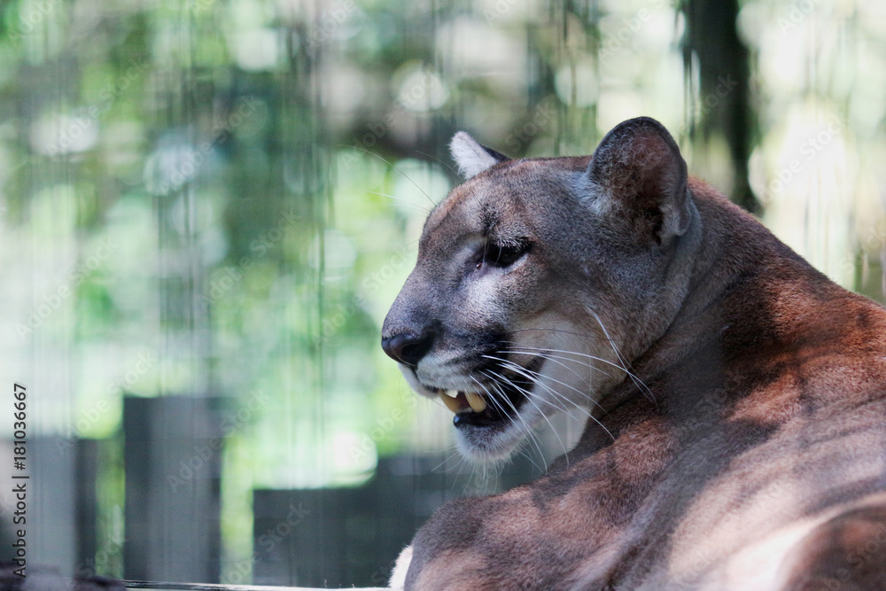 Fotografering, Plakater og kunstutskrifter | Kjøp hos Europosters.noA  florida panther / puma relaxing