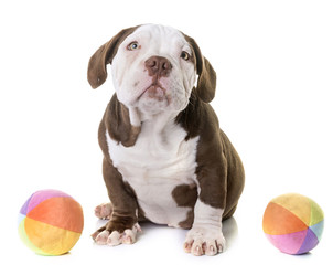 Wall Mural - puppy american bully