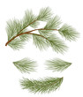 Set of pine branches for festive decor. Isolated without a shadow.