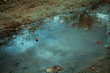 Autumn leafs in puddle