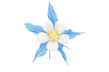 Poster - aquilegia flower isolated