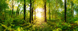 Beautiful forest panorama with bright sun