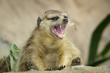 Wall Mural - Image of meerkat with open mouth (Suricata suricatta) on nature background. Wildlife Animals.