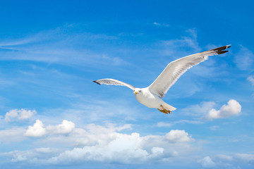 Big seagull in sky