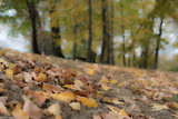 Fototapeta  - Autumn leaves