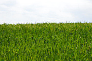 Field of green