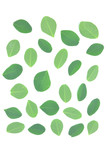 Fototapeta Lawenda - Moringa leaves are green herbs.