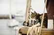 Domestic Shorthair cat lying down on sailboat on the water surrounded by ropes