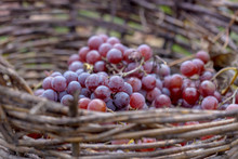 Ripe Grape Bunches In The Rustic Wicker Basket. Harvest Concept.