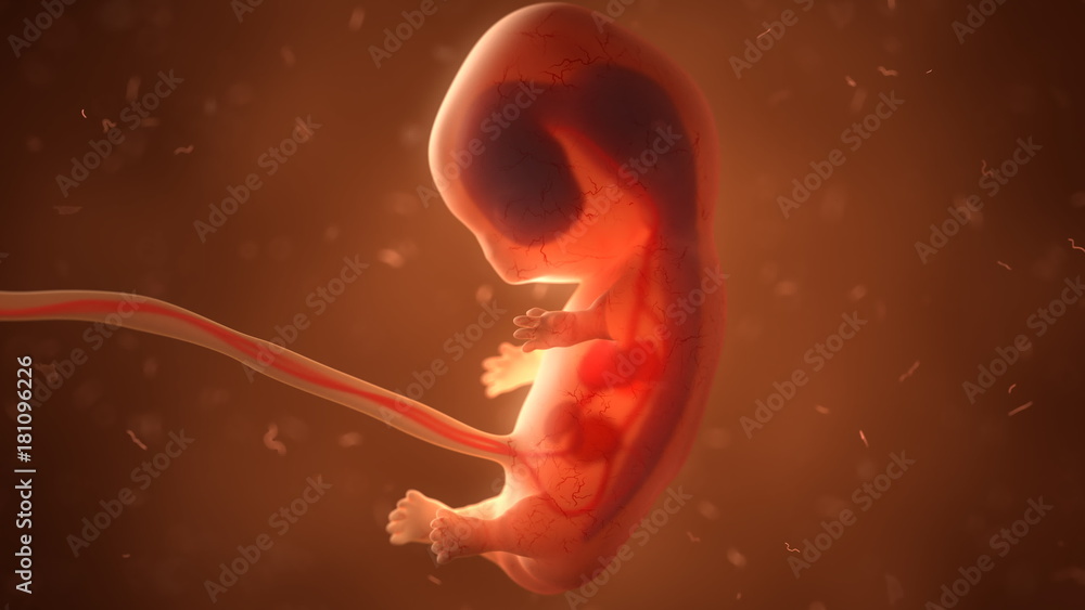 Human fetus with internal organs, 3d illustration Stock Illustration ...
