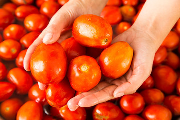 Red tomatoes in the hands of a girl