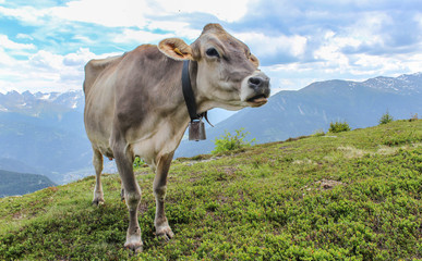 ow in front of a beautiful mountain panorama in the beautiful landscape of tyrol