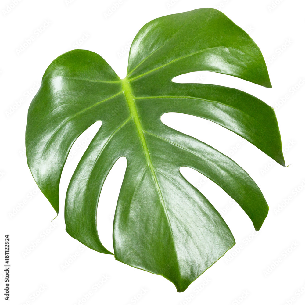 Download Monstera Leaf Isolated On White Exotic Tropical Plant Wall Mural Free HD Get Wallpaper Monstera Leaf Isolated On White Exotic Tropical Plant Wall Mural Desktop Wallpaper