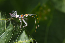 Image Of An Assassin Bug On Green Leaves. Insect. Animal