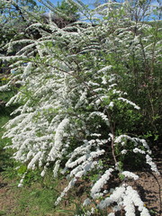 Canvas Print - Spiraea x cinerea 