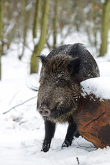 Sticker - Schwarzwild im Winter