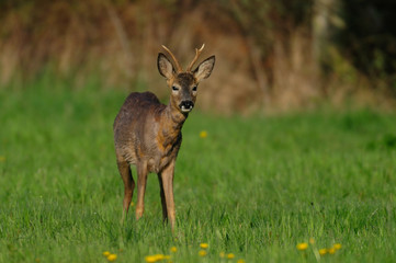 Poster - Rehbock auf Wiese, April