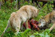 Wolfs Feeding On Carcass