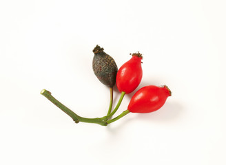 Poster - ripe rose hips