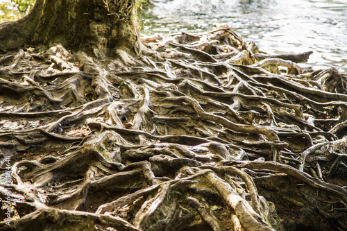 Foto  riesige oberirdische Wurzeln
