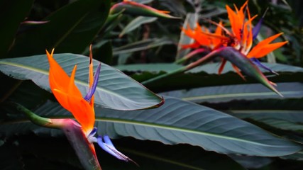 Fototapete - Exotic flowers grow in private park, close-up photography.