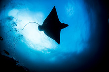 Eagle Ray Sting Ray Underwater In The Galapagos Islands, Eduador
