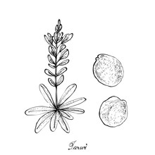 Hand Drawn Of Pod Of Tarwi On A Plant