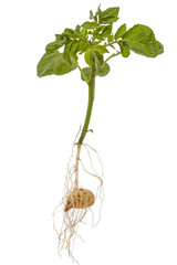 Potato sprout with tuber and leaves, isolated on white background