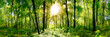 Forest panorama with green trees and bright sun