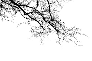 a silhouette of a bare tree branch against a white background.