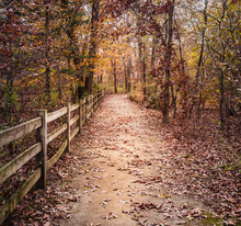 Fenced Path In The Woods Covered With Leaves In Late Fall.