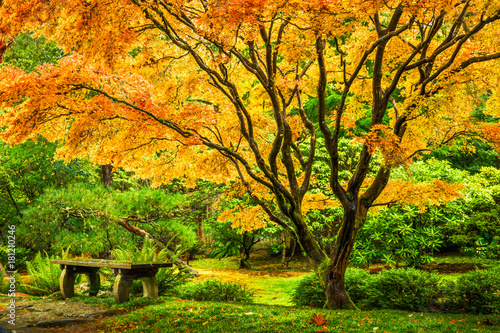 Japanese Maple Tree With Golden Fall Foliage Next To An Empty