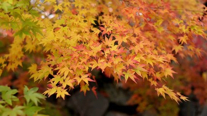 Wall Mural - Autumn yellow maple leaves in the wind