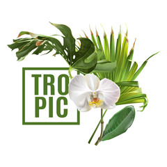 Wall Mural - Tropic plants banner