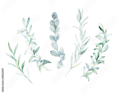 Watercolor floral set. Hand drawn isolated illustration. Botanical art backgr...