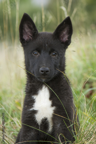 Zdjęcie XXL szczeniak rosyjsko-europejskich psów husky