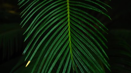 Fototapete - night in jungles, beautiful palms plant with long leaves.