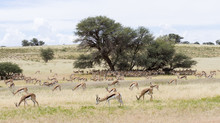 Large Herd Of Springbok Resting In The Shade Of  Big Camelthorn Tree