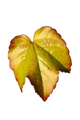 Wall Mural - vine leaf in autumn fall colour cut out and isolated on a white background