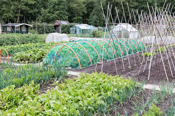 Allotment garden in early spring with onions, beets and cauliflower