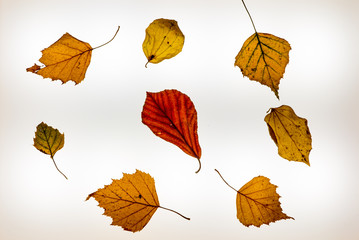 Isolated colorful autumn leafes on a lightbox - 2