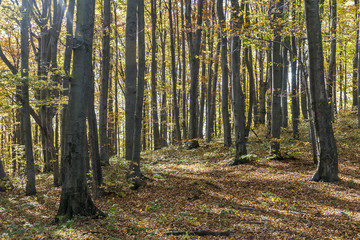 Sunny autumn day in a beech forest