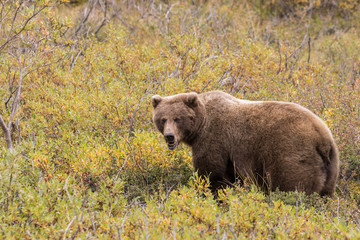 Grizzly Bear in Alaska