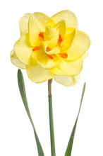 Single Flower Of Yellow Daffodil Isolated On White Background