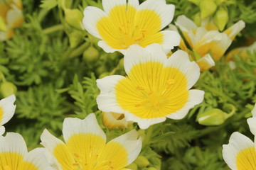 yellow and white 