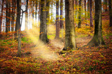 Fototapeta Las - Wald im Herbst mit Sonnenstrahlen