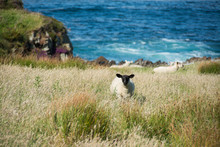 Landscapes Of Ireland. Malin Head In Donegal. Sheep Grazing